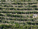 Viticoltura: aperte le iscrizioni per il 34° "Mondial des Vins Extrêmes" 2026