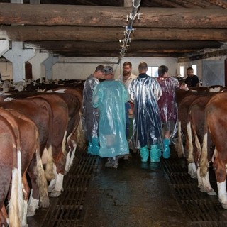 Insieme contro la dermatite nodulare: la gratitudine dei veterinari valdostani