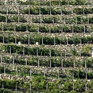 Viticoltura: aperte le iscrizioni per il 34° "Mondial des Vins Extrêmes" 2026