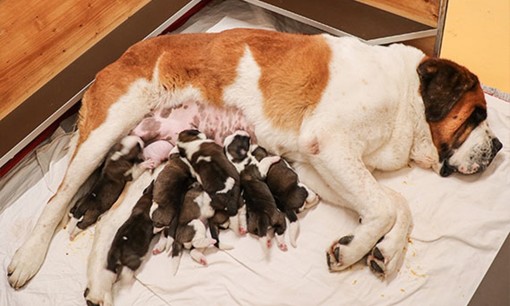 Alla Fondation Barry in tre giorni nati 15 cuccioli