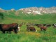 Con Natura 2000 la Petite Patrie difende la montagna partendo dai pascoli Con Natura 2000 la Petite Patrie difende la montagna partendo dai pascoli