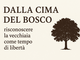 Dalla cima del bosco: riscoprire la vecchiaia come tempo di libertà