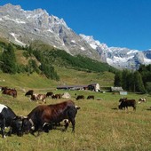 Valturnenche celebra la sua zootecnia: una giornata dedicata agli allevatori e alle bovine Valturnenche celebra la sua zootecnia: una giornata dedicata agli allevatori e alle bovine
