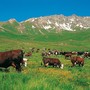 Con Natura 2000 la Petite Patrie difende la montagna partendo dai pascoli Con Natura 2000 la Petite Patrie difende la montagna partendo dai pascoli