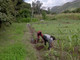 Banca delle terre agricole uno strumento per rilanciare l'agricoltura