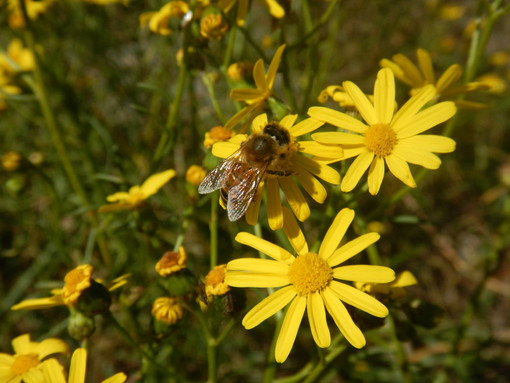 Journée mondiale des abeilles, initiatives en Vallée d'Aoste