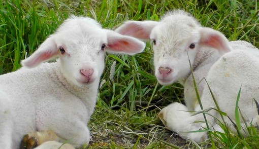 Crolla del 40% la richiesta di carne di agnello Crolla del 40% la richiesta di carne di agnello