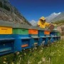 Formazione obbligatoria per allevatori e apicoltori: un’opportunità per la zootecnia valdostana