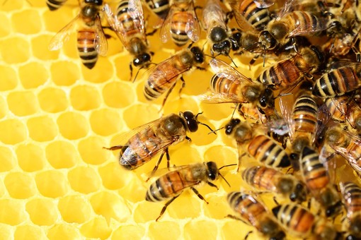 Aiuti all'apicoltura per i danni da avversità atmosferiche