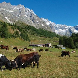 Valturnenche celebra la sua zootecnia: una giornata dedicata agli allevatori e alle bovine