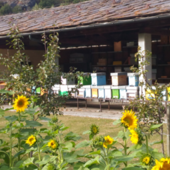 Difesa delle api, operativo il piano obbligatorio 2026 di lotta alla varroa per gli apicoltori valdostani Difesa delle api, operativo il piano obbligatorio 2026 di lotta alla varroa per gli apicoltori valdostani