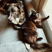 Viaggiare con gli animali in Europa: scattano le nuove regole UE su passaporti e salute