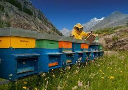 Formazione obbligatoria per allevatori e apicoltori: un’opportunità per la zootecnia valdostana Formazione obbligatoria per allevatori e apicoltori: un’opportunità per la zootecnia valdostana