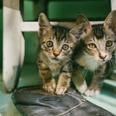 Proteggere i nostri piccoli amici: come applicare l'antipulci nei cuccioli e gattini