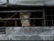 Gli attivisti di tutto il mondo chiedono un divieto globale delle esportazioni di animali vivi