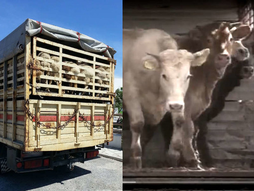 Stop al trasporto di animali vivi