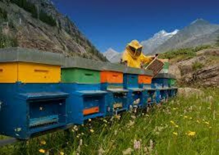 Formazione obbligatoria per allevatori e apicoltori: un’opportunità per la zootecnia valdostana Formazione obbligatoria per allevatori e apicoltori: un’opportunità per la zootecnia valdostana