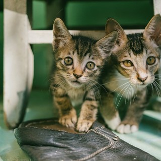 Proteggere i nostri piccoli amici: come applicare l'antipulci nei cuccioli e gattini