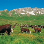 Con Natura 2000 la Petite Patrie difende la montagna partendo dai pascoli Con Natura 2000 la Petite Patrie difende la montagna partendo dai pascoli
