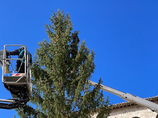 Iniziato l'addobbo dell'albero donato dalla Valle d'Aosta a San Francesco