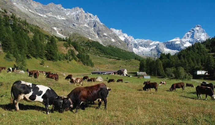 Valturnenche celebra la sua zootecnia: una giornata dedicata agli allevatori e alle bovine Valturnenche celebra la sua zootecnia: una giornata dedicata agli allevatori e alle bovine