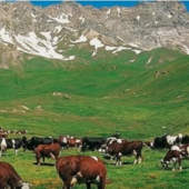 Quart, affidato l'incarico di progettazione per la manutenzione straordinaria degli alpeggi comunali per 500.000 euro