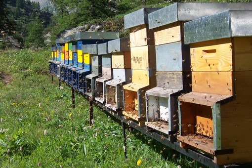 Al via le domande di sostegno per l’anno 2021