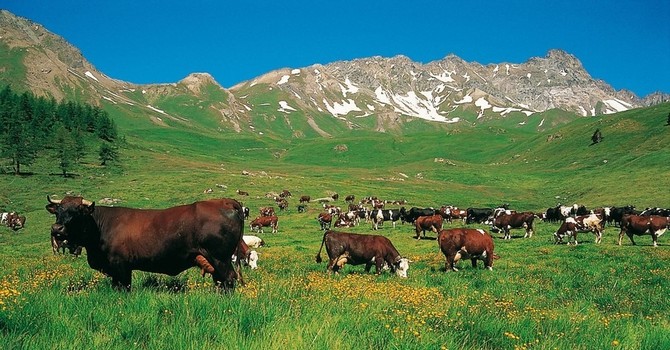 Con Natura 2000 la Petite Patrie difende la montagna partendo dai pascoli Con Natura 2000 la Petite Patrie difende la montagna partendo dai pascoli