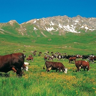 Con Natura 2000 la Petite Patrie difende la montagna partendo dai pascoli