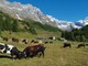 Valturnenche celebra la sua zootecnia: una giornata dedicata agli allevatori e alle bovine