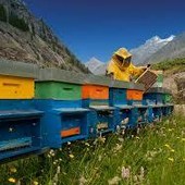 Formazione obbligatoria per allevatori e apicoltori: un’opportunità per la zootecnia valdostana Formazione obbligatoria per allevatori e apicoltori: un’opportunità per la zootecnia valdostana