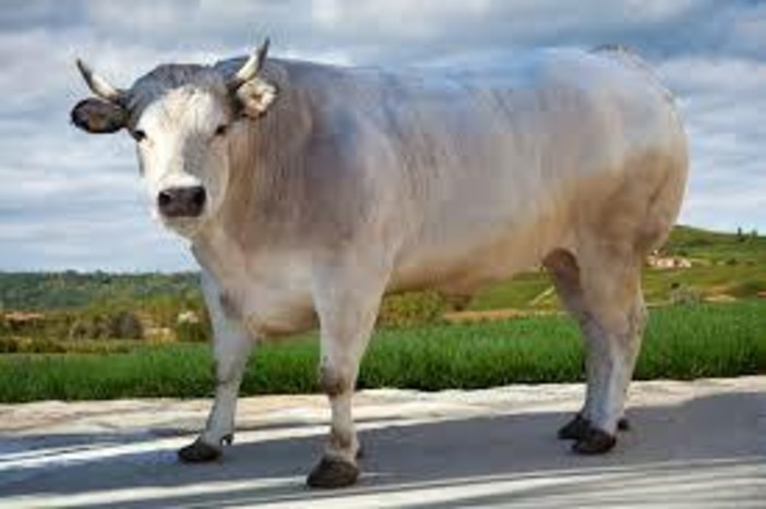 Valle d’Aosta, politica da “48 ore”: alleanze lampo e ritorni clamorosi Valle d’Aosta, politica da “48 ore”: alleanze lampo e ritorni clamorosi