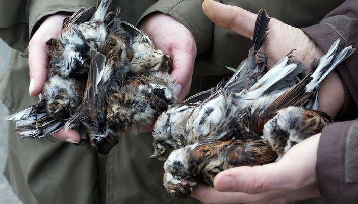 Il progetto Life Swipe contro il bracconaggio entra nel vivo