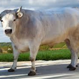 Valle d’Aosta, politica da “48 ore”: alleanze lampo e ritorni clamorosi