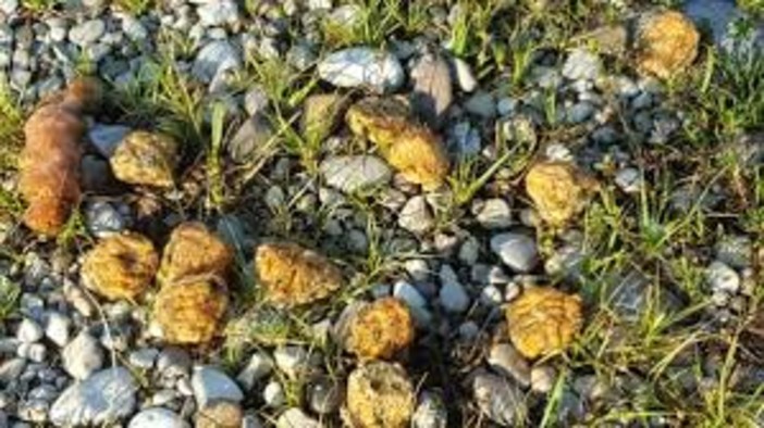 Polpette killer, allarme in Valle d’Aosta: quattro cani avvelenati nel 2025