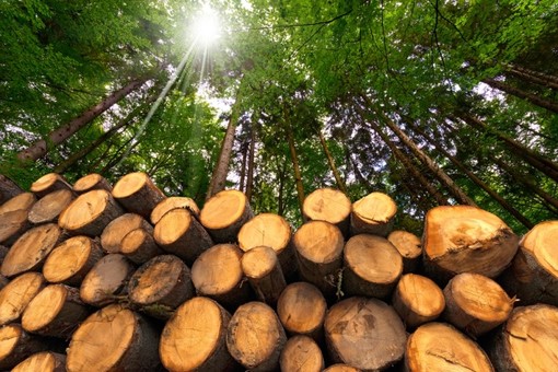 Proroga del bando per gli interventi a sostegno del settore forestale