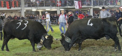 Associazione difesa animali chiede sospensione Bataille des reines Associazione difesa animali chiede sospensione Bataille des reines