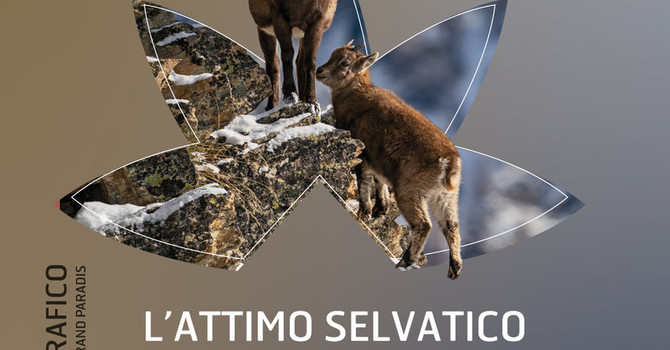 Fondation Grand Paradis, al via il 21° concorso fotografico “L’attimo selvatico” Fondation Grand Paradis, al via il 21° concorso fotografico “L’attimo selvatico”