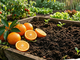 Il compost in maschera: le arance della battaglia tornano... alla terra Il compost in maschera: le arance della battaglia tornano... alla terra
