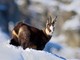 Caccia: Fauna alpina, scontro in Consiglio Valle: Viérin punta il dito sul lupo, AVS chiede più tutele Caccia: Fauna alpina, scontro in Consiglio Valle: Viérin punta il dito sul lupo, AVS chiede più tutele
