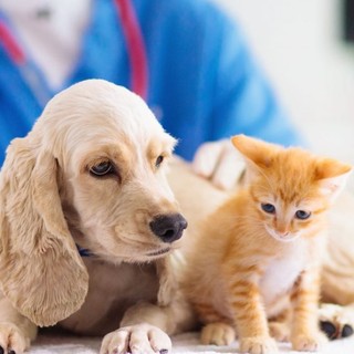 Sanità, i veterinari dell'Usl "sentinelle" del territorio: 30 mila ispezioni e vaccini record