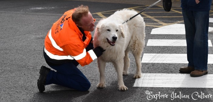 Comprare un cucciolo all'estero: come farselo spedire in Italia Comprare un cucciolo all'estero: come farselo spedire in Italia