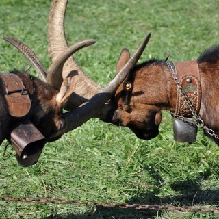 Regine e Chévres: la Valle che resiste tra corna, orgoglio e tradizione