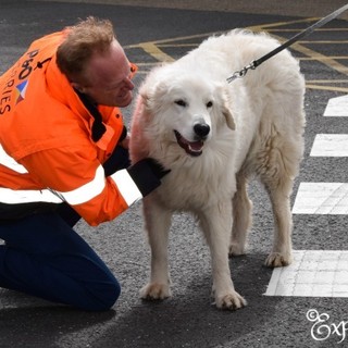 Comprare un cucciolo all'estero: come farselo spedire in Italia