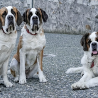 Bard: I cani San Bernardo di Barryland tornano al Forte per la giornata "Amici giganti"