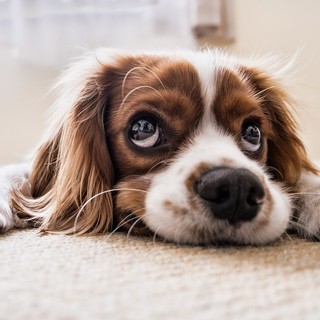 Adozione del cuore per il cagnolino Lucky a Vinovo