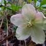 Helleborus Niger – Rosa di Natale- (Ph. Mauro Carlesso)