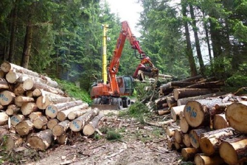 In scadenza termine domande per assunzioni in cantieri forestali