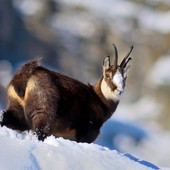 Caccia: Fauna alpina, scontro in Consiglio Valle: Viérin punta il dito sul lupo, AVS chiede più tutele Caccia: Fauna alpina, scontro in Consiglio Valle: Viérin punta il dito sul lupo, AVS chiede più tutele