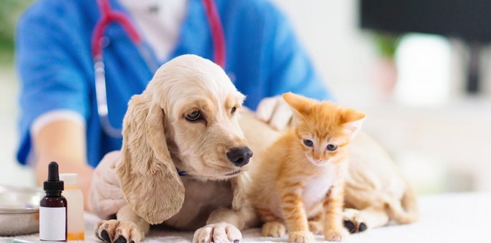 Sanità, i veterinari dell'Usl "sentinelle" del territorio: 30 mila ispezioni e vaccini record